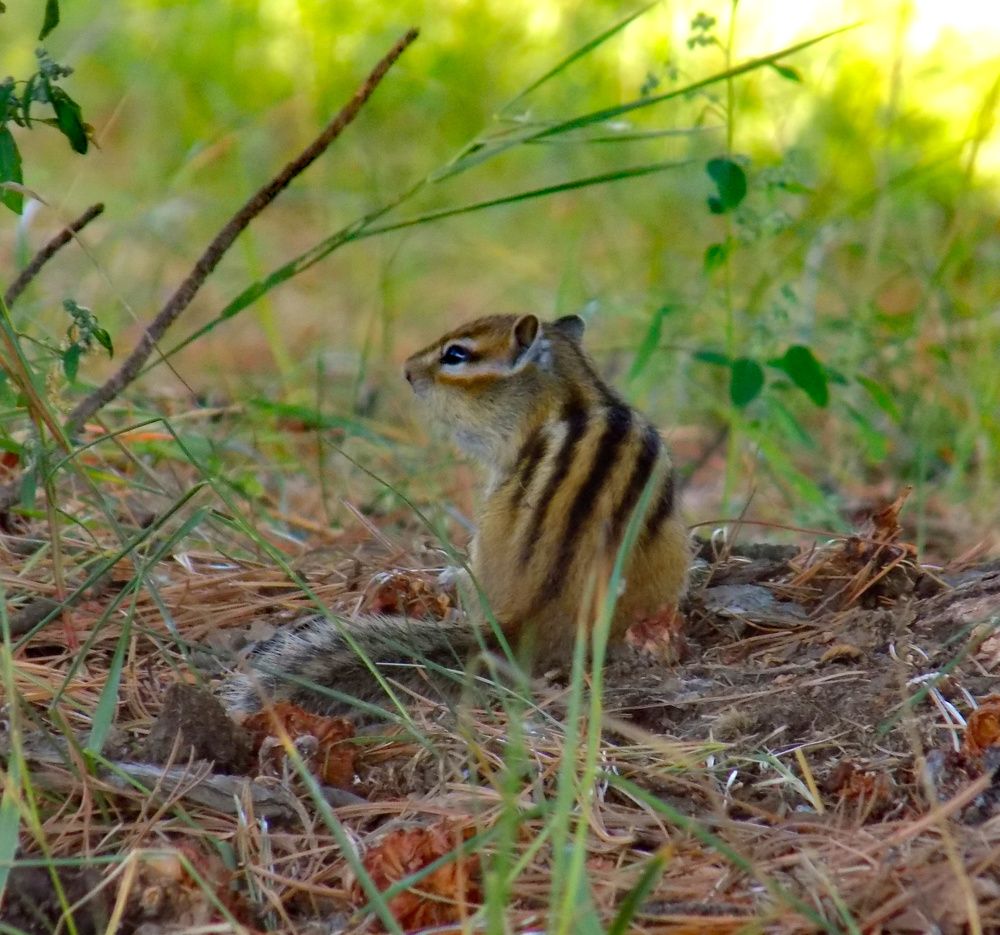 Photograph by Мария Гостева