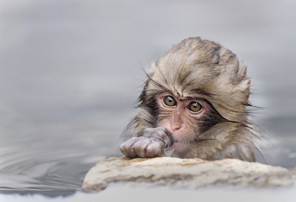 Baby monkey in hot springs