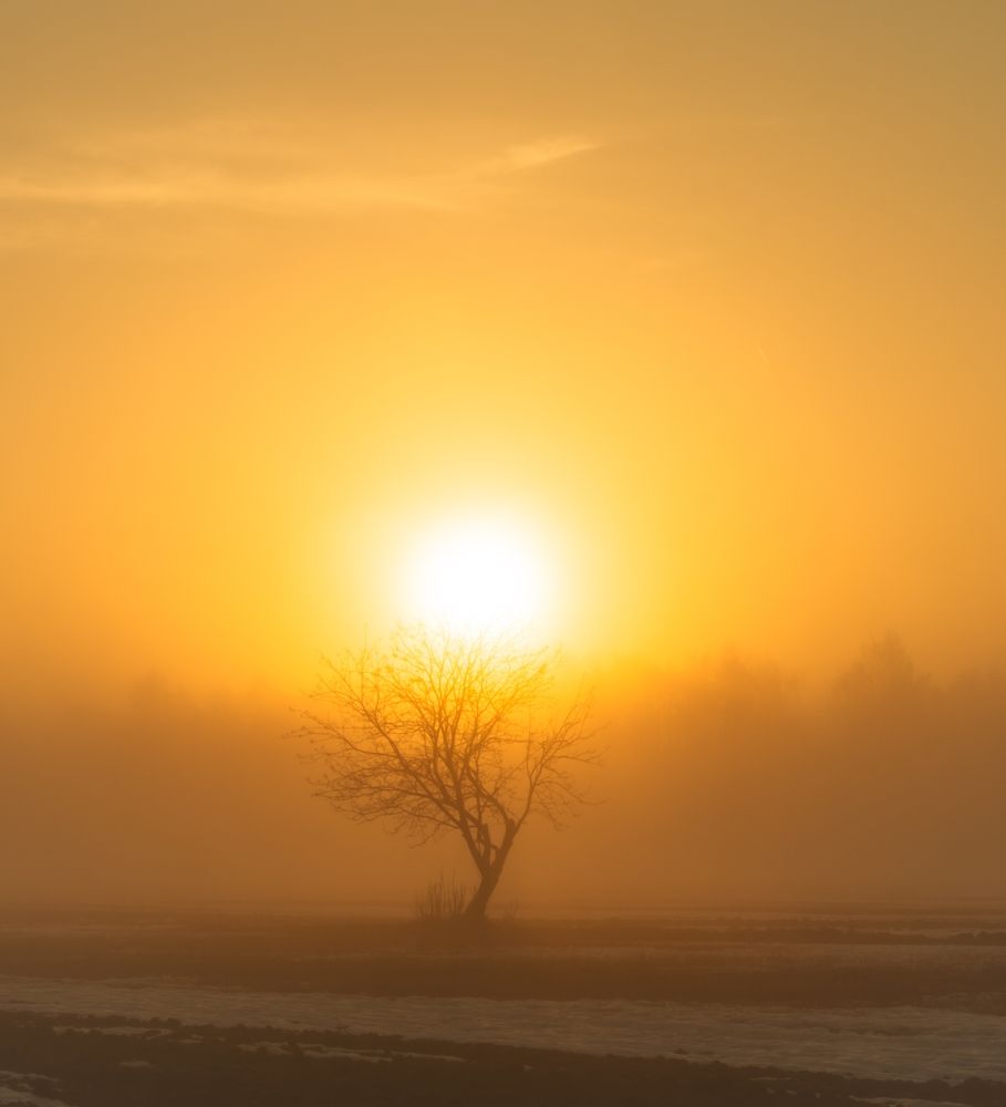 История жизни одного дерева