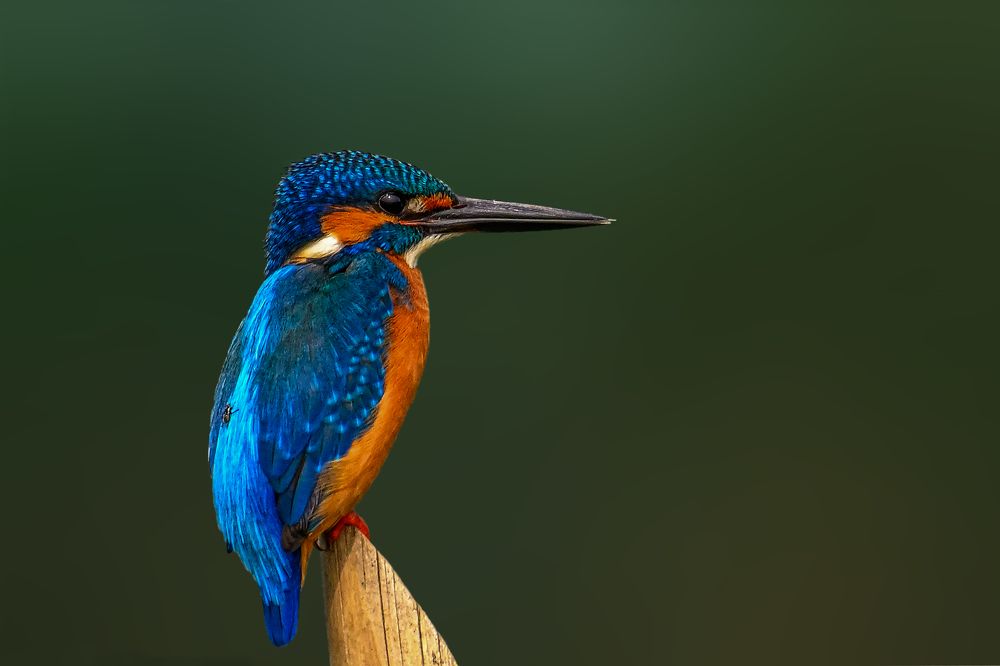 The common kingfisher
