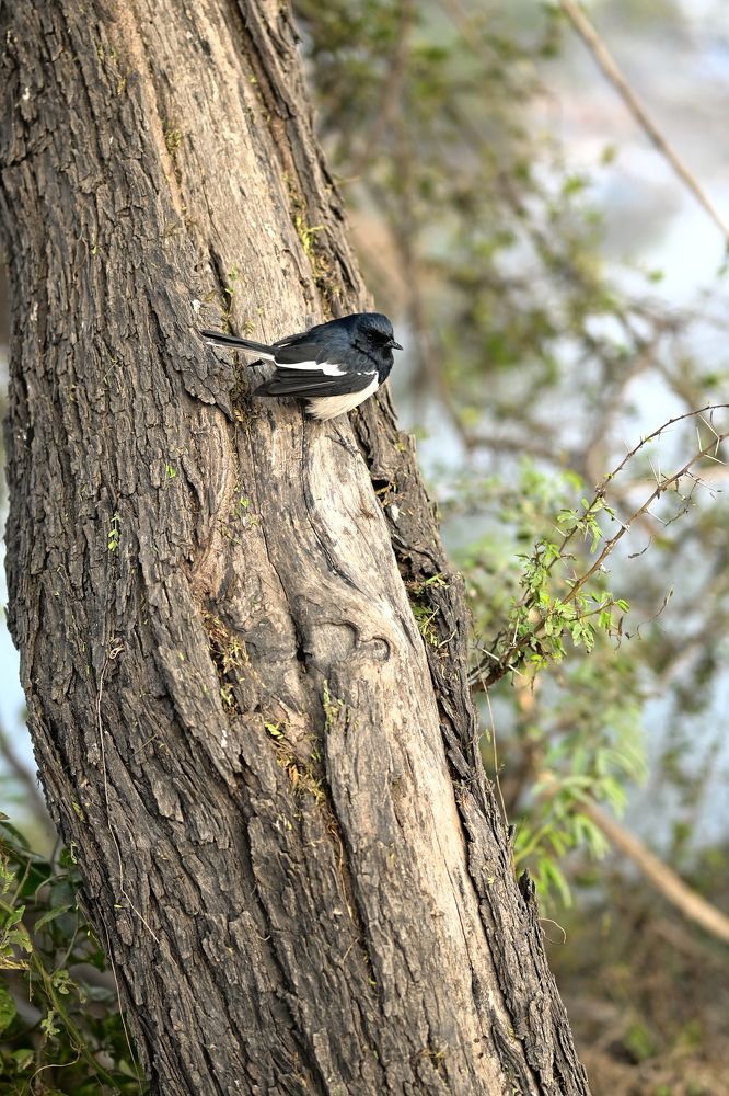 Photograph by Aman Chaudhary