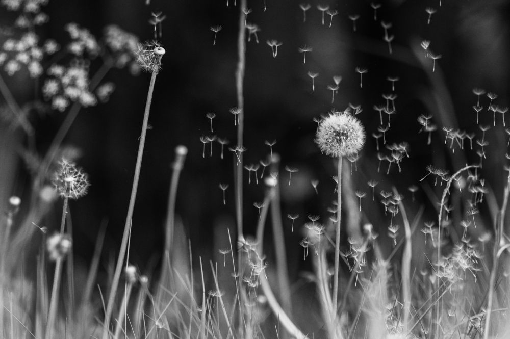 Photograph by Krists