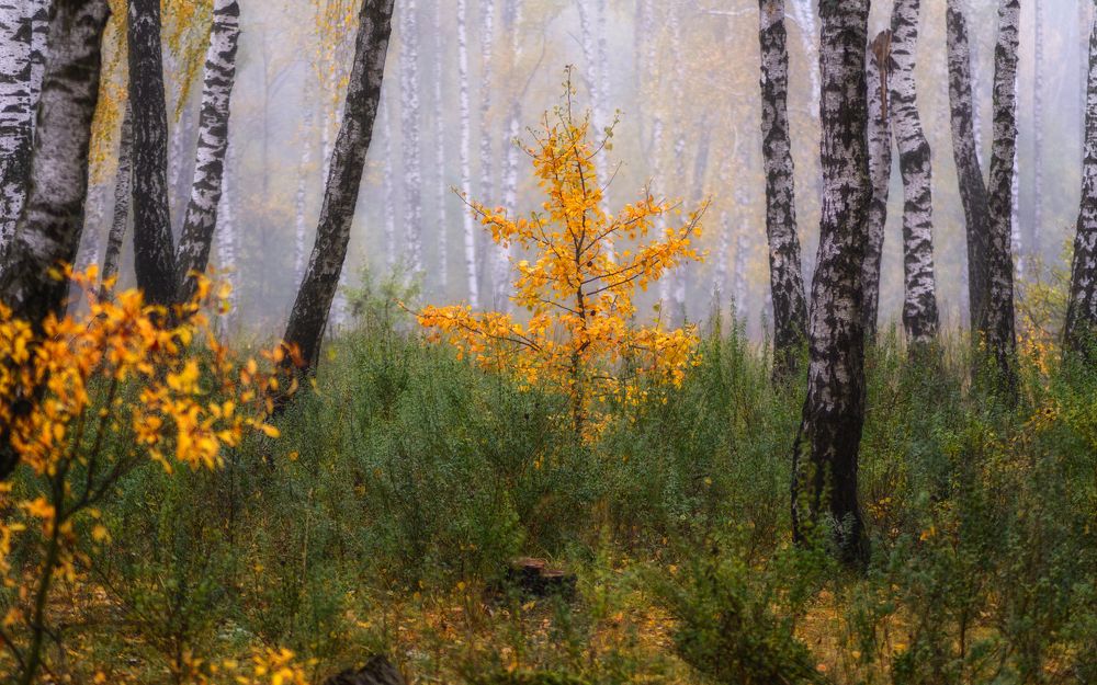 Photograph by Сергей Дишук