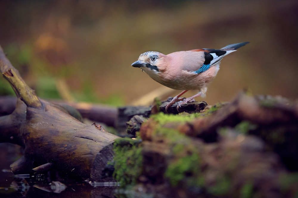 Photograph by Gert Ooms