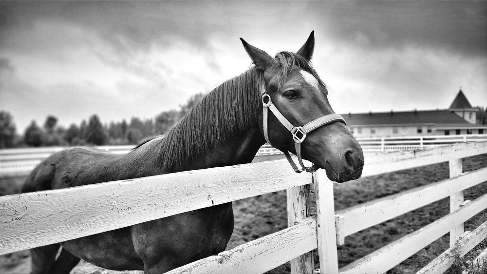 Photograph by Ольга Метлицкая