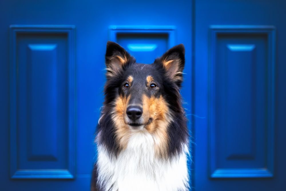 Dog in front of a blue door