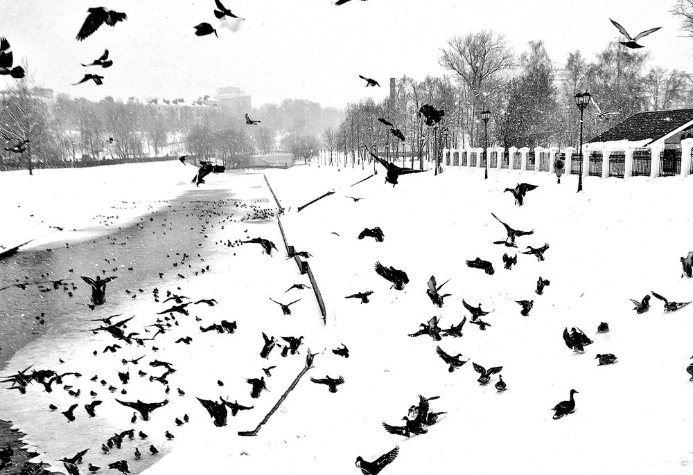 Испуганные птицы