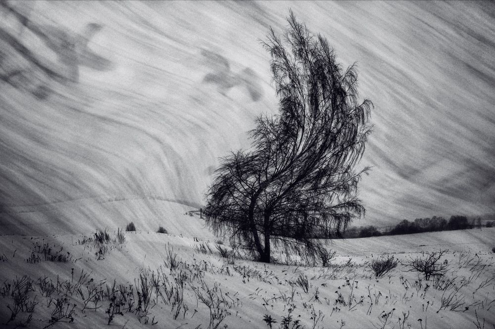 Незримые птицы