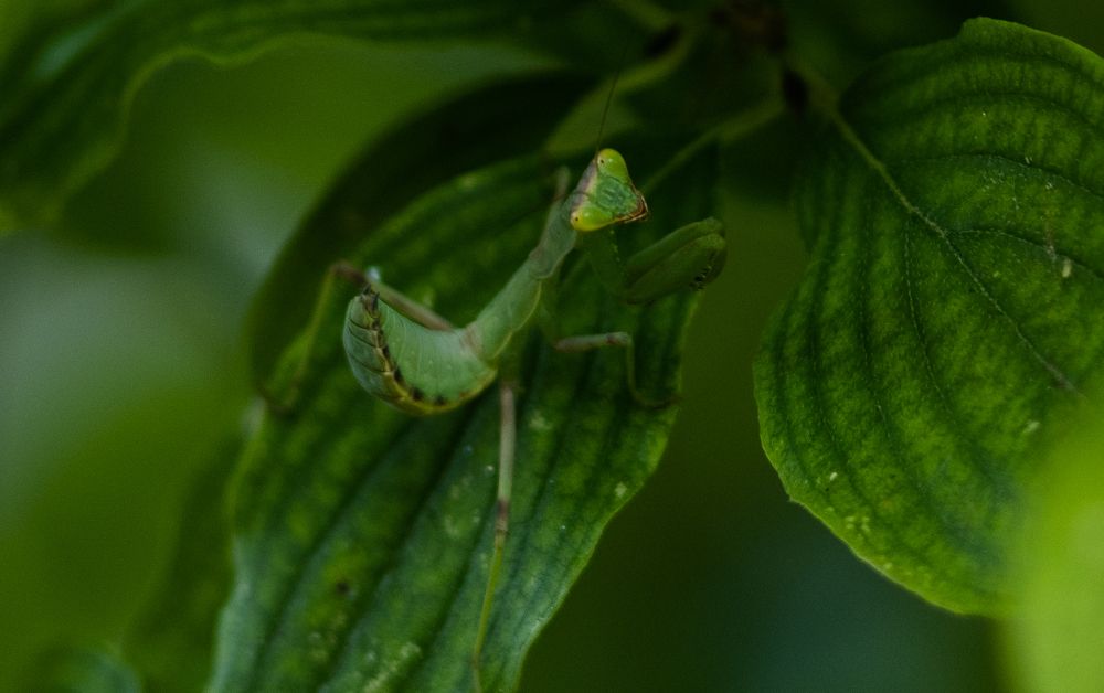 The mantis