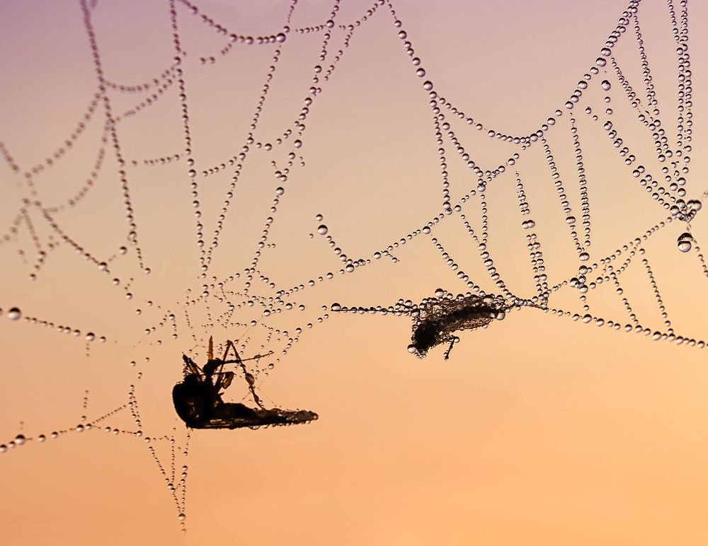 Photograph by Natalia Bolotenkova