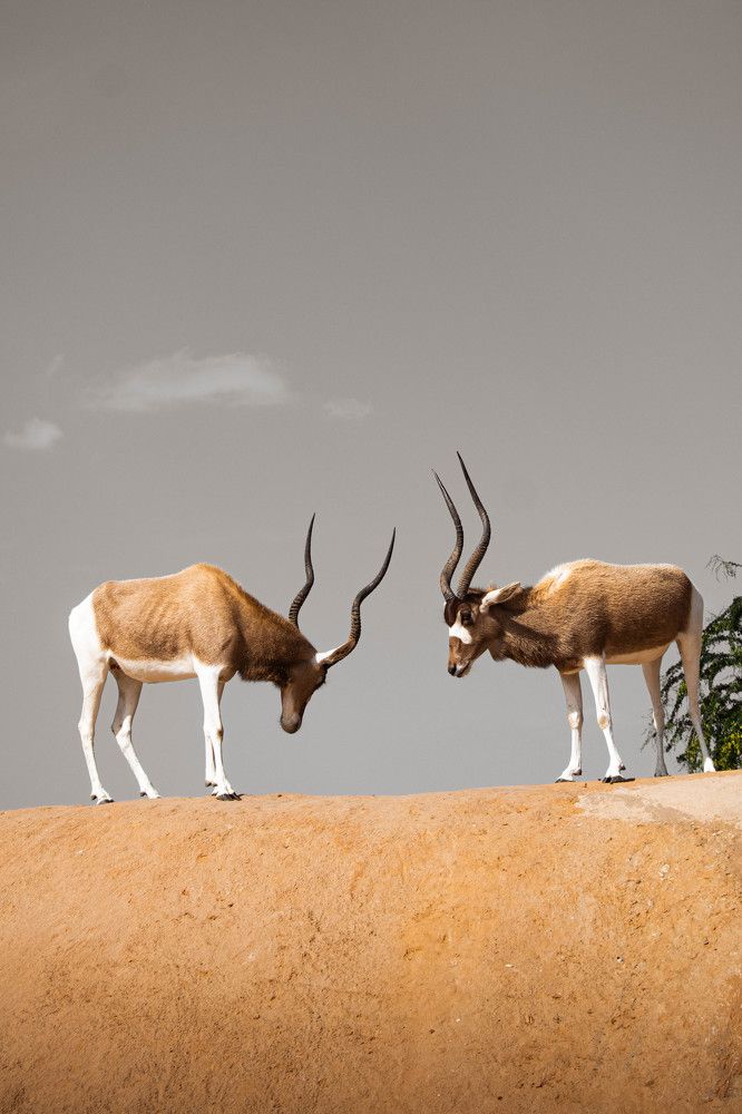 Photograph by Ahmed zaki