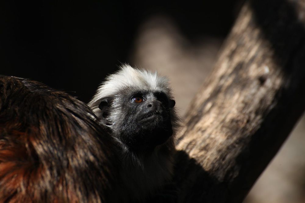 Oedipus Tamarin