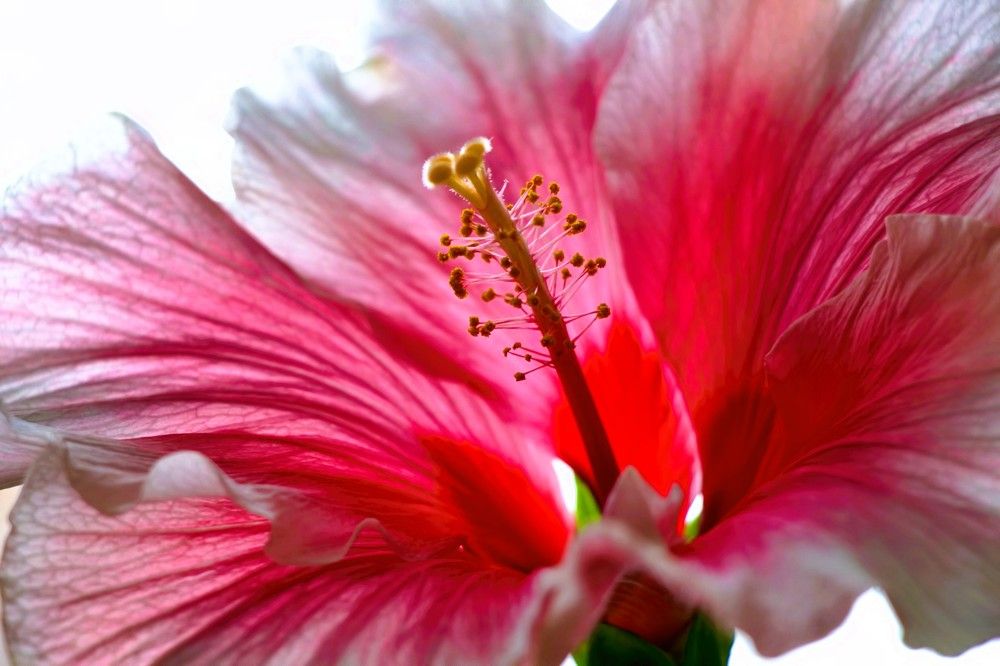 Photograph by A. G. Bisschop