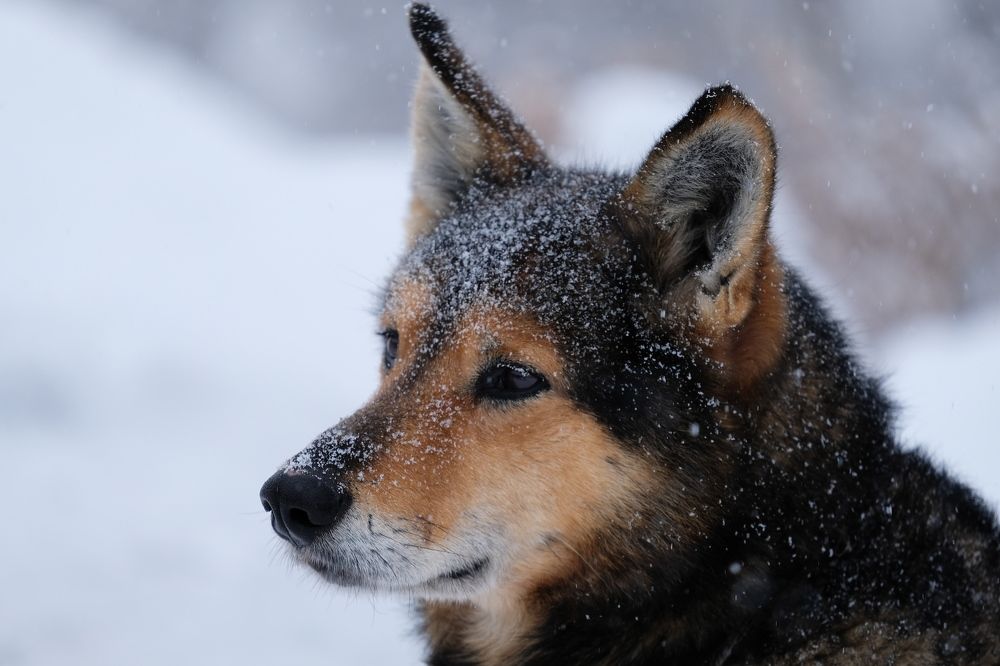 Photograph by Виталий Сизов