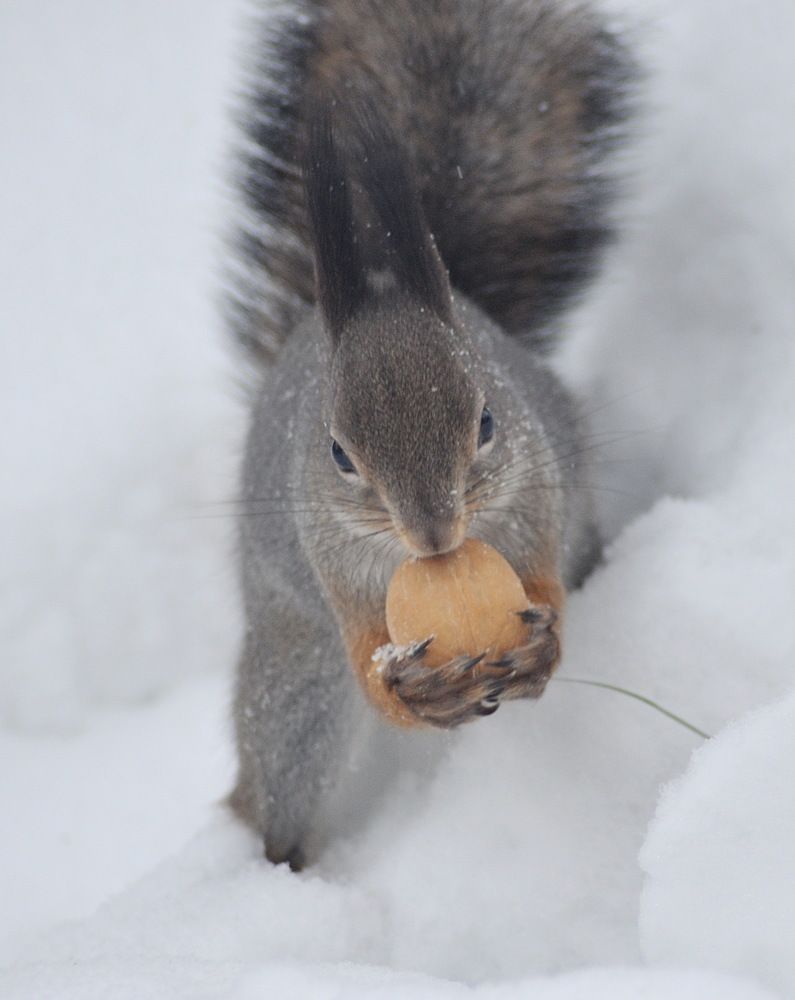 Photograph by Николай Леухин
