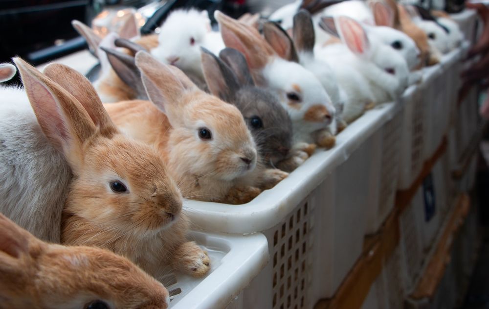 Photograph by ANECEPTIUS BAMBANG SUTOPO