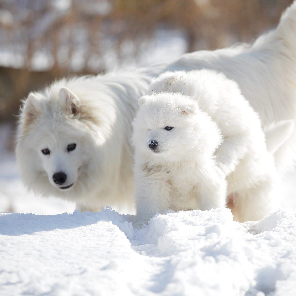 Фотография автора Карина Сагитова