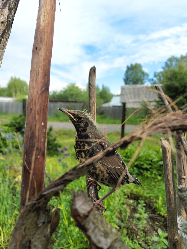 Птенец дрозда