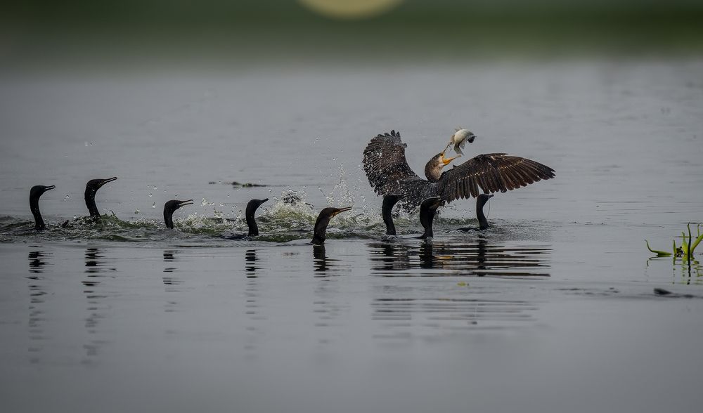 The Battle for a Catch