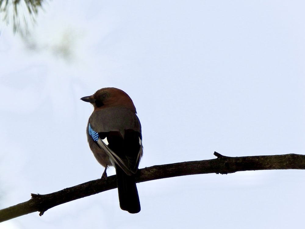 Photograph by Ольга Унутова( Виноградова)