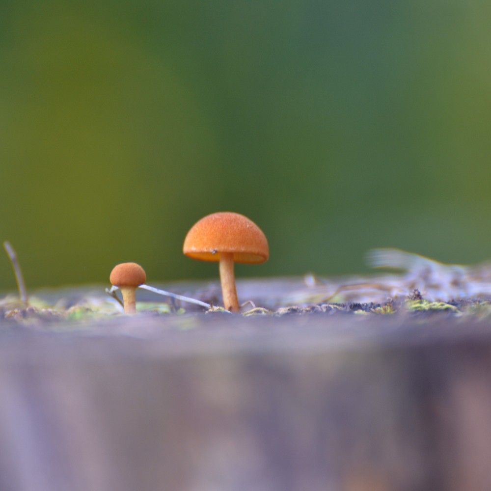 Photograph by Stacey Rothrock