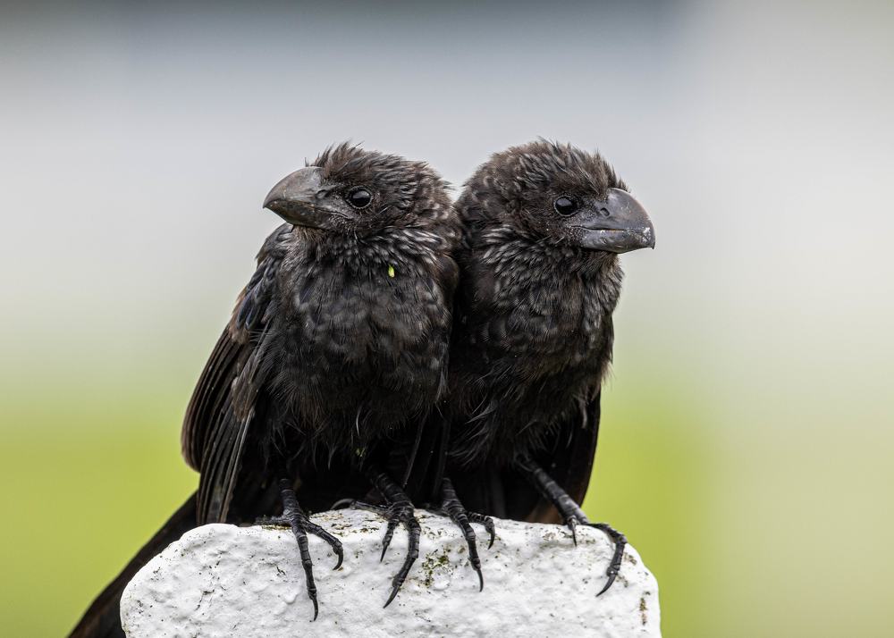 Photograph by Carlos Cruz