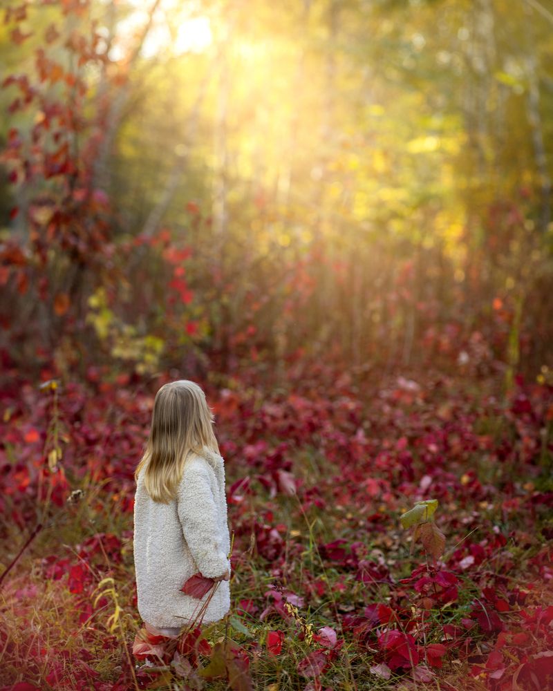 Волшебный осенний лес
