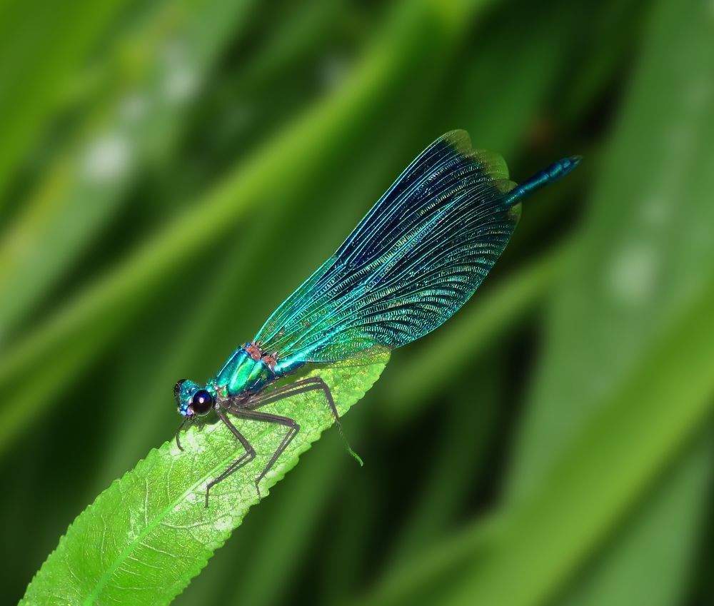 Photograph by Анастасия Семилетова