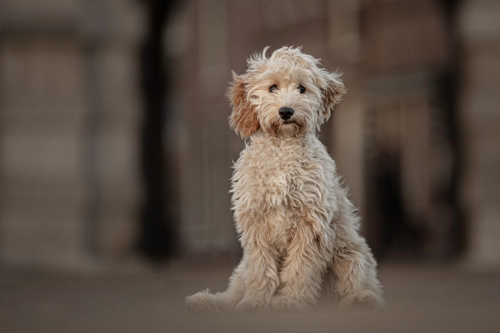 Photograph by Gertrude Goené