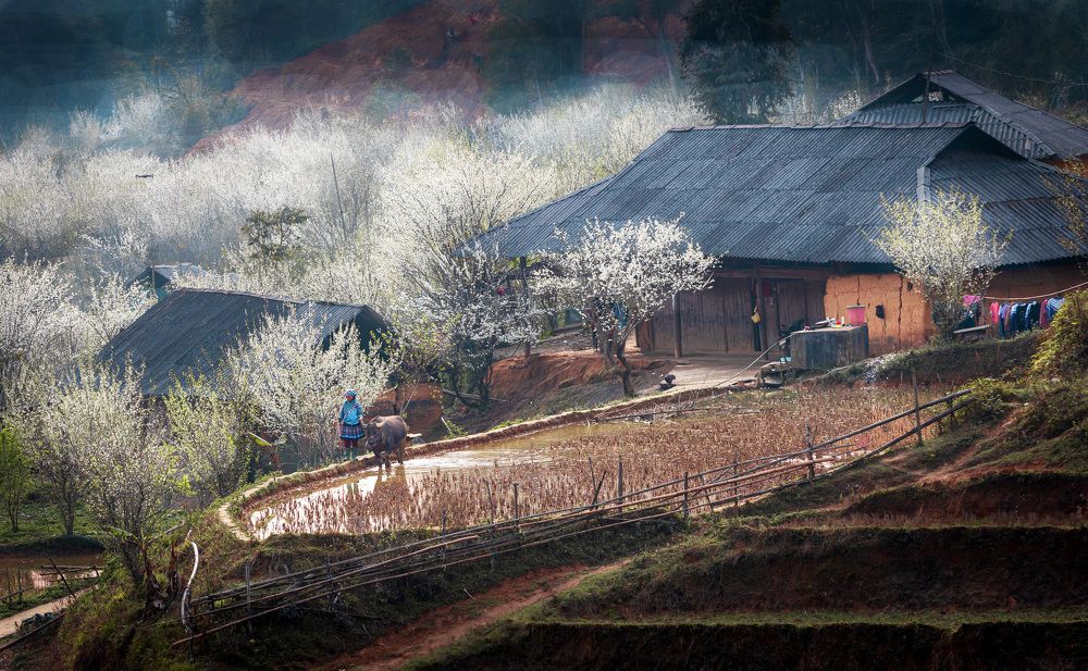 Photograph by Hanh P. T. Pham