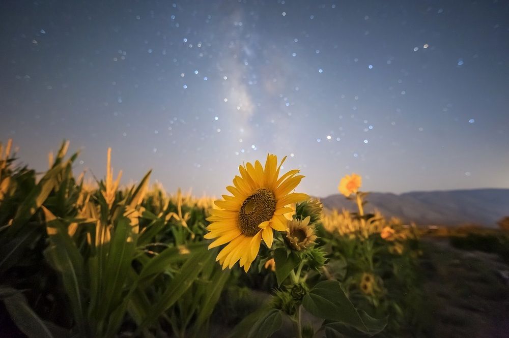 Photograph by Mahmoud Reza Moradi Mehrabadi Mahmoud Reza