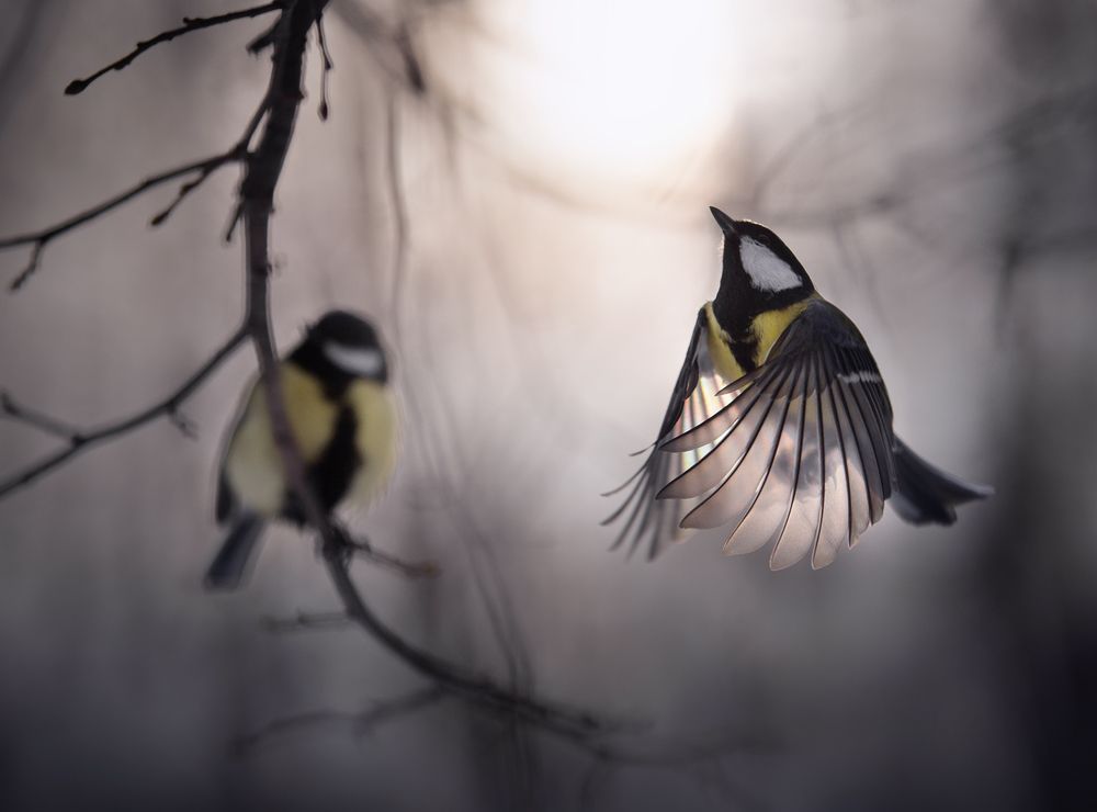 Photograph by Баранов Олег