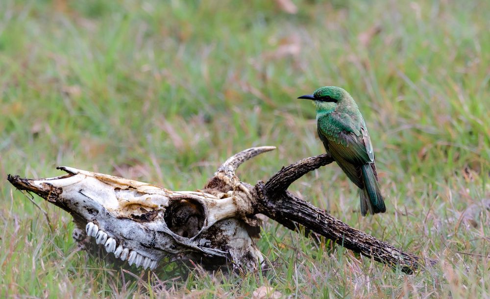 Photograph by Sarasija Ghosh