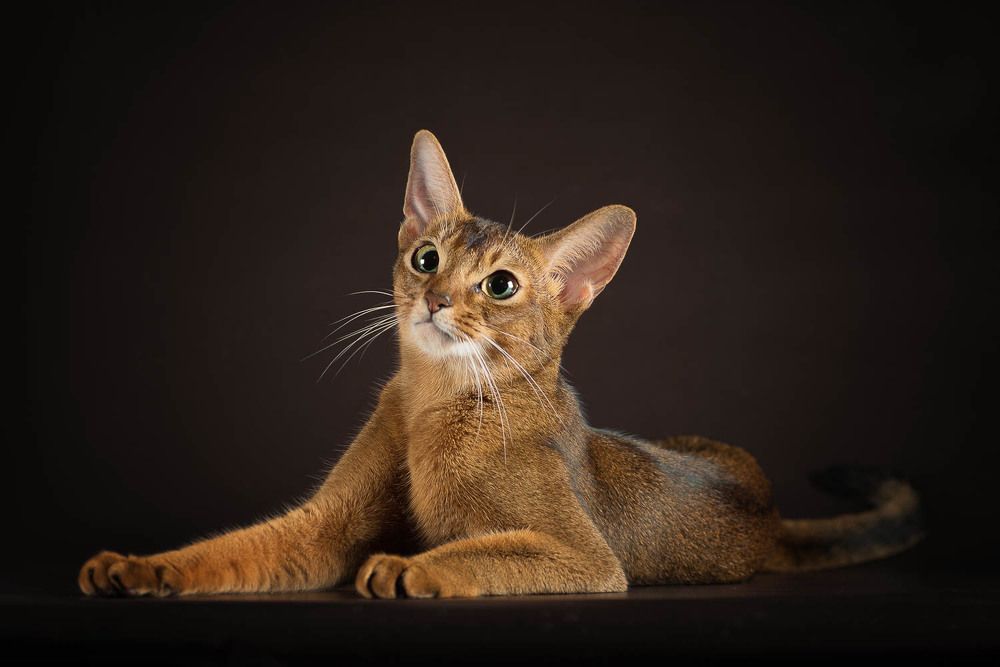 Фотография автора Гера Восьмая