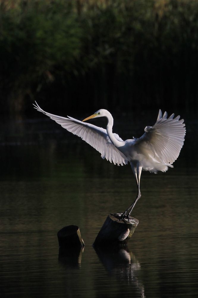 Большая белая цапля