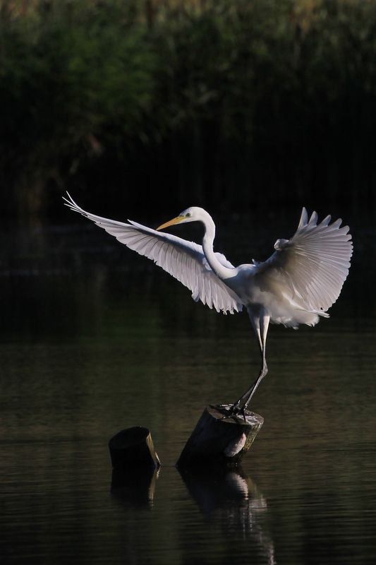 Синянский Николай, Ukraine