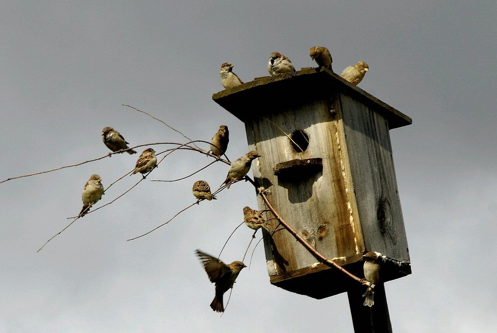 Квартирный вопрос.