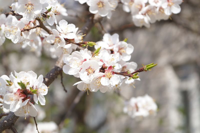 Алексей Чернобай, Ukraine