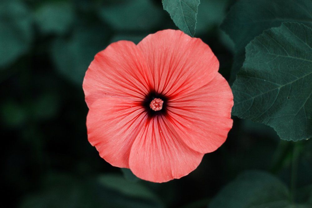 Розовое соцветие