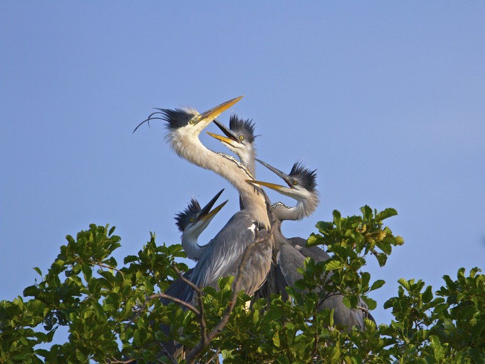 г о л о д н ы е