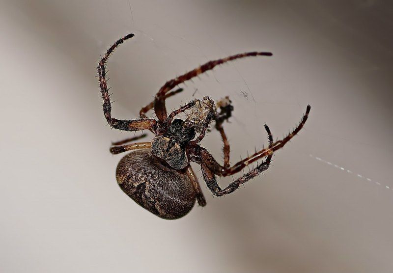 Екатерина, Russia