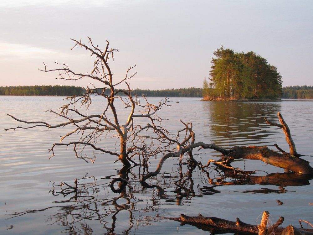 Жизнь и смерть