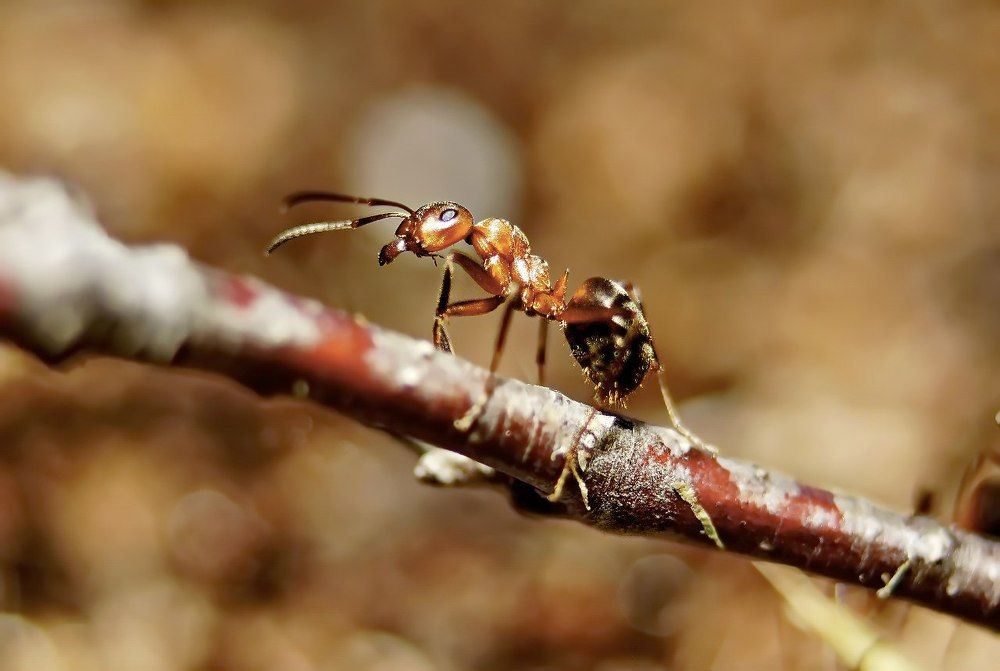 Муравьишка.