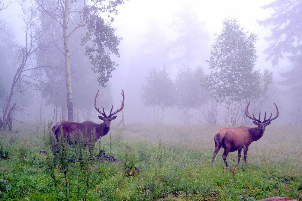 Синхронный взгляд