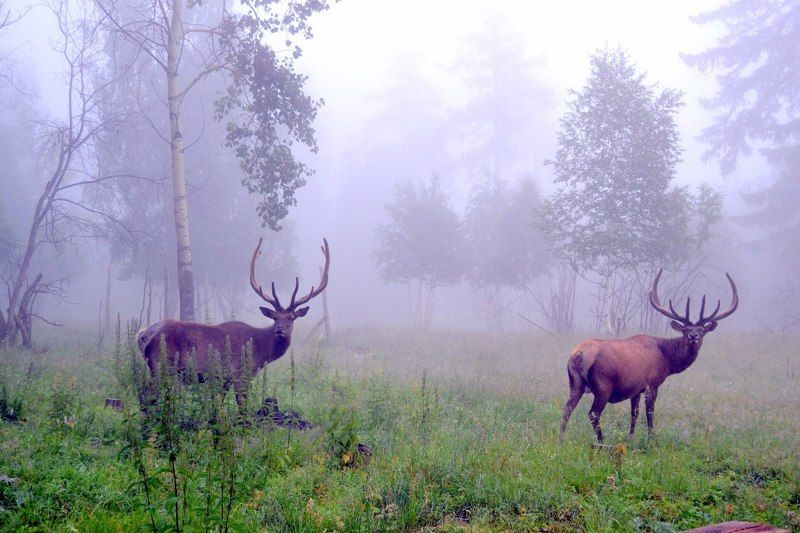Кристина Савескул, Russia