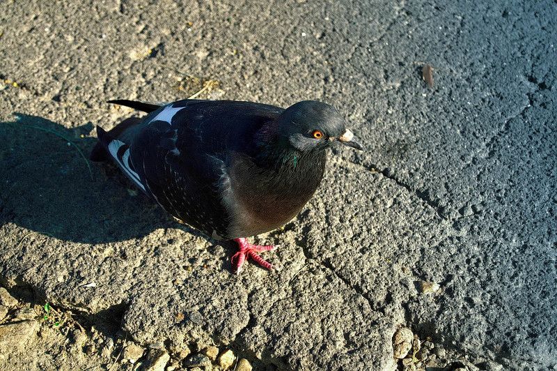 Станислав, Russia