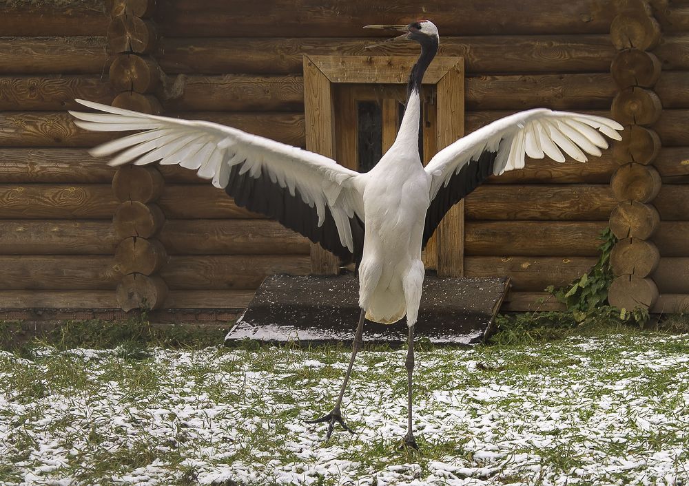 Прошу на бис: арию из оперы исполняет...