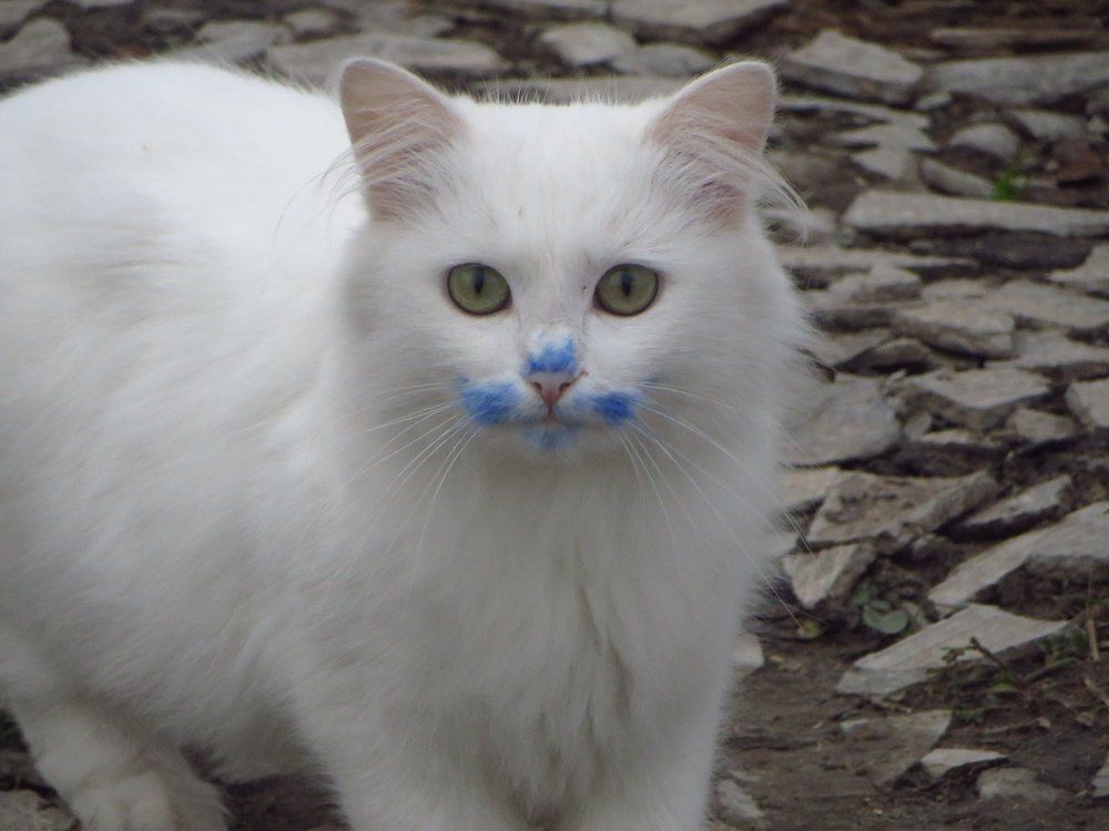Сине-кот