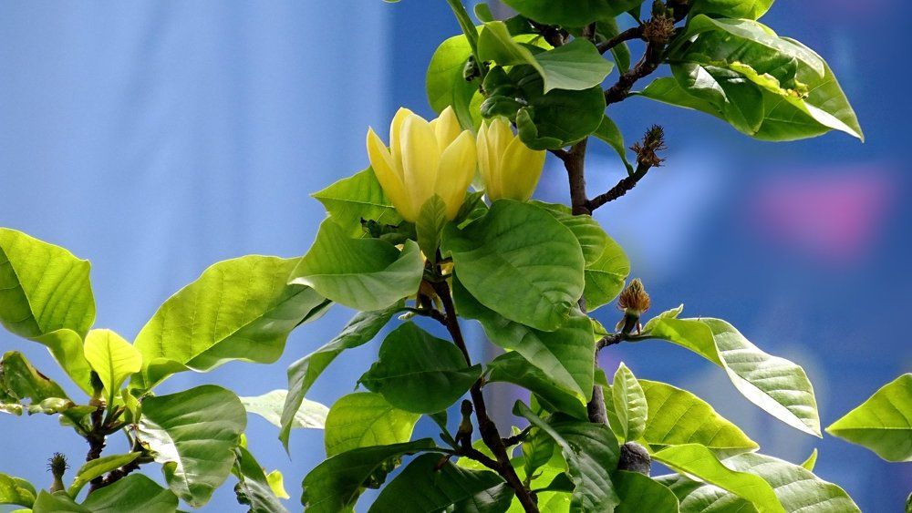 Цветущая аристократка-бруклинская магнолия