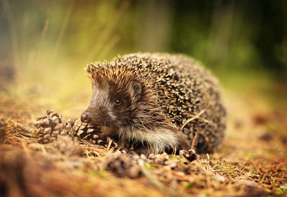 Латвийский Ежик